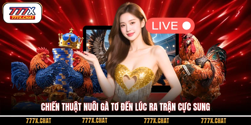 Chiến thuật nuôi gà tơ đến lúc ra trận cực sung
