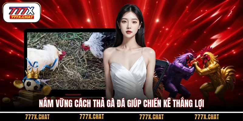 Nắm vững cách thả gà đá giúp chiến kê thắng lợi